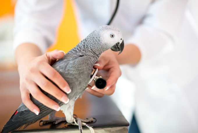Parrot-Illness-Reduced-Depositphotos_80886940_l-2015-21