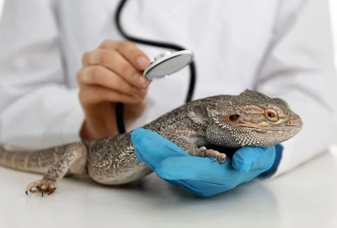 diplomado-odontología-especializada-en-animales-exóticos