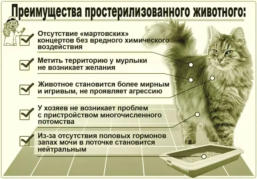 Читать далее о этой статье Кастрация котов и кошек.