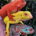 iguana_res750