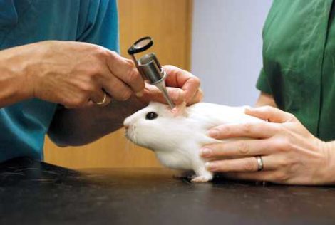 veterinar-ratolog-morskaja-svinka-3